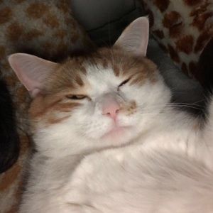 Meet your Posher, Lexuz